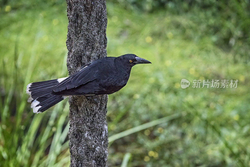 花衣魔笛手(graculina Strepera)